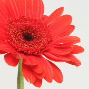 Blossom plant flower petal Photo