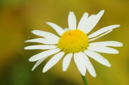 Nature blossom plant white Photo