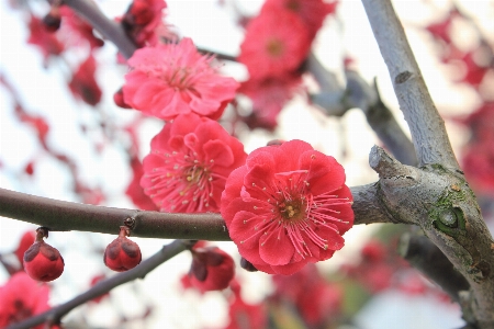 Branch blossom plant fruit Photo