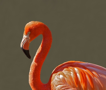 Foto Naturaleza pájaro ala naranja