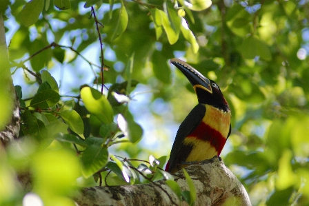 Tree nature branch bird Photo