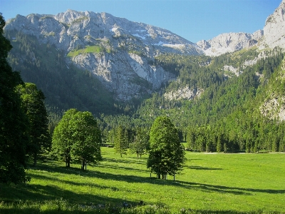 Landscape tree nature forest Photo