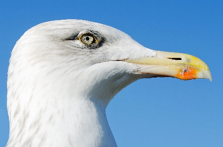 Nature bird wing white Photo