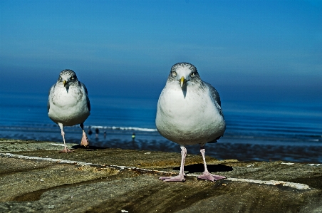 Sea nature bird white Photo