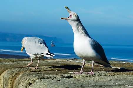 Foto Mare natura uccello bianco