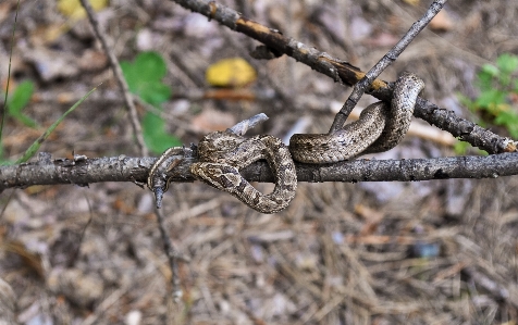 Foto Filial cerca animais selvagens réptil