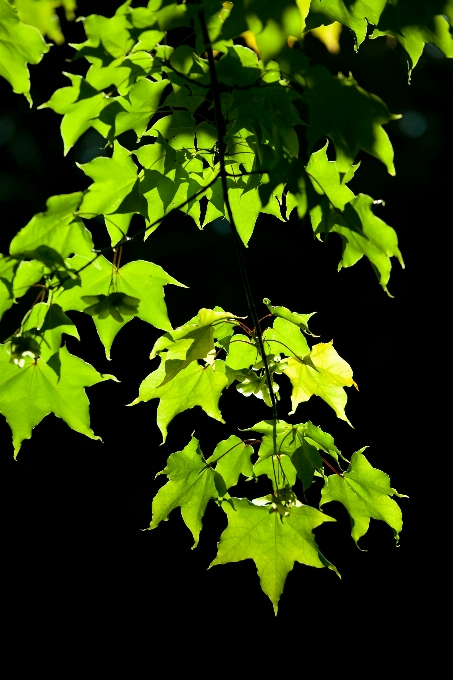 árbol naturaleza rama luz