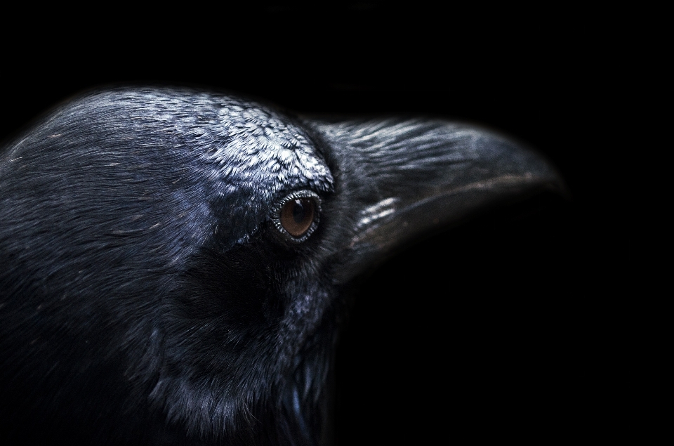 Oiseau aile noir et blanc
 nuit