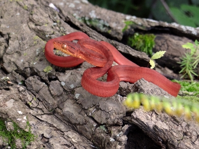 Foto Alam satwa margasatwa reptil