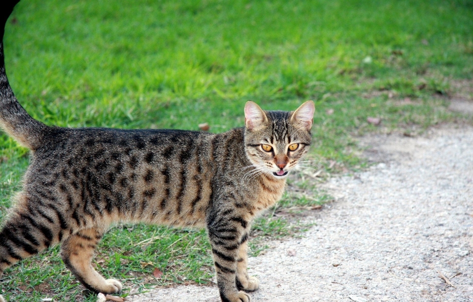 Mignon animal de compagnie fourrure duveteux