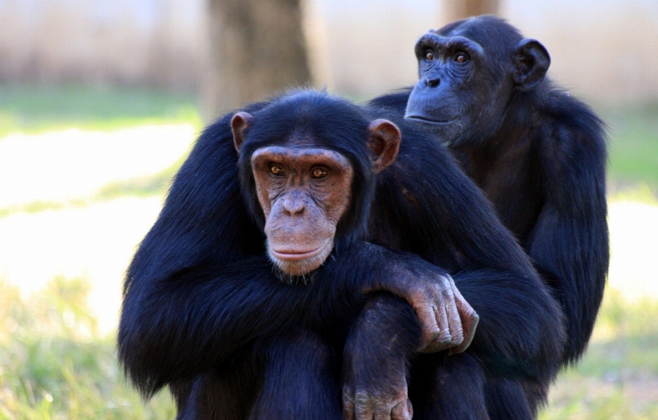 All'aperto carino animali selvatici zoo