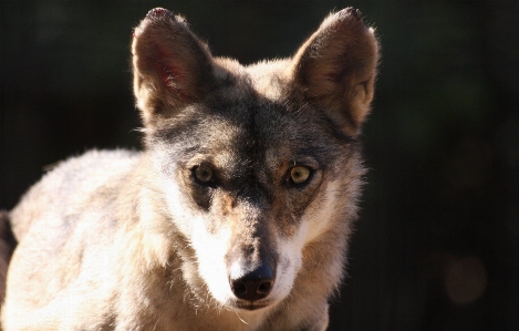 Foto Guardare animali selvatici ritratto mammifero