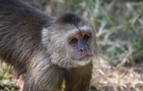 Outdoor cute wildlife zoo Photo