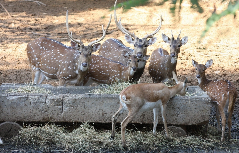 動物 かわいい 野生動物 野生