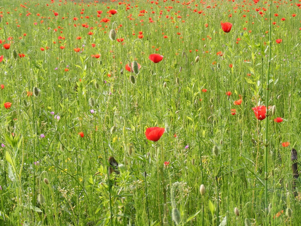 Erba pianta campo prato
