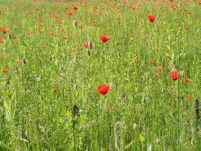 Grass plant field meadow Photo