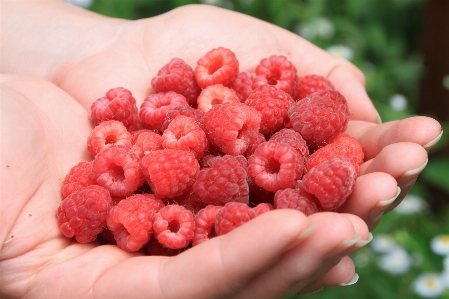 Anlage mädchen himbeere frucht Foto