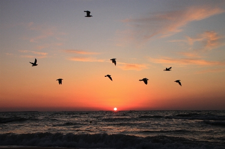 Beach sea coast water Photo