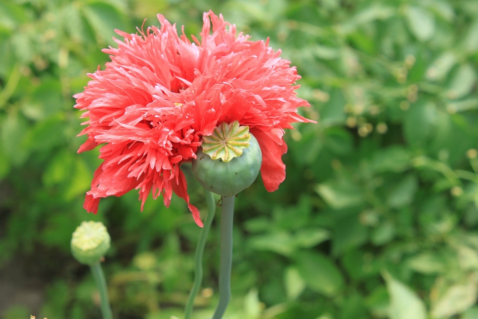 Plant flower petal green