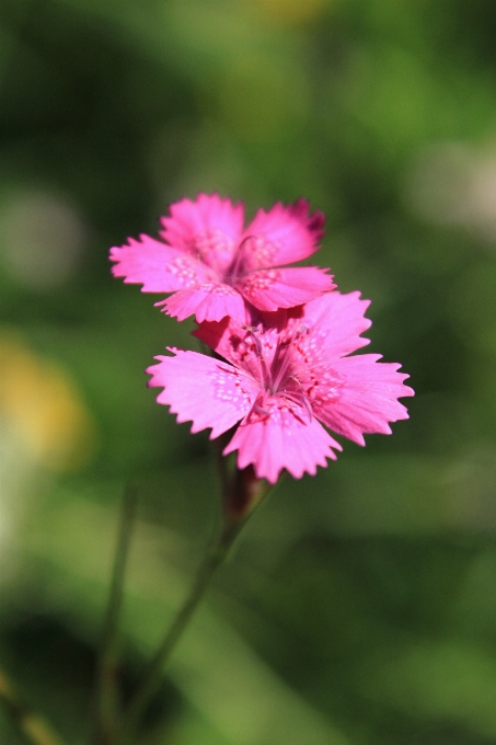 Bunga flora alam tanaman