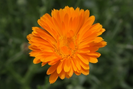 Plant field meadow prairie Photo