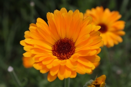 Anlage prärie
 blume blütenblatt Foto