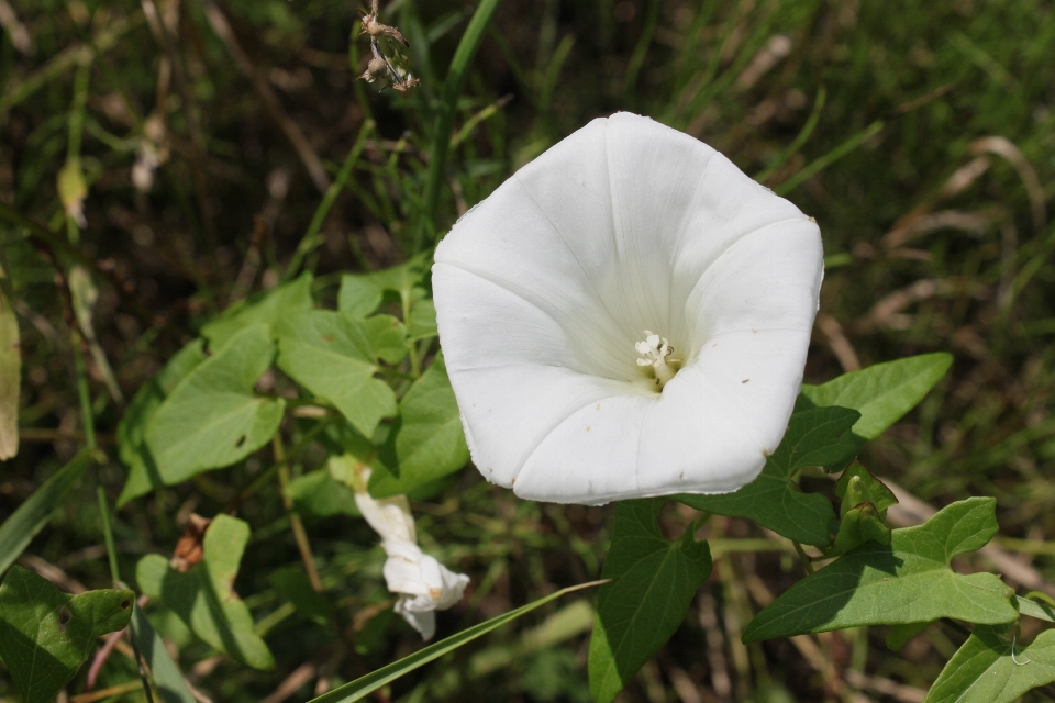 Naturaleza césped florecer planta