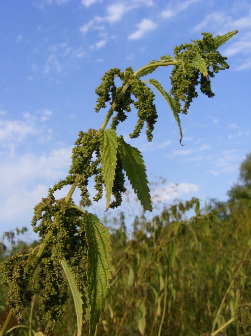 Albero natura erba all'aperto