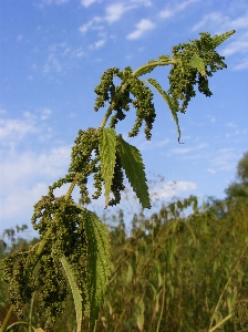 Tree nature grass outdoor Photo