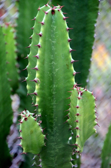 Cactus plant flower green