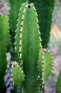 Foto Cacto
 plantar flor verde