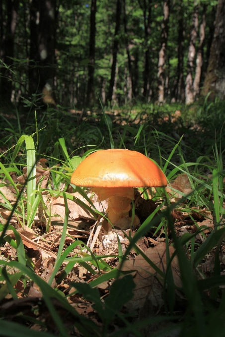 Albero natura foresta all'aperto