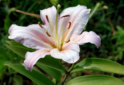 Plant flower botany blue Photo