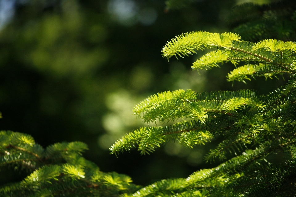 Albero natura foresta ramo