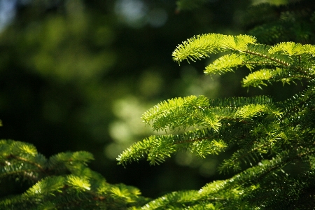 Tree nature forest branch Photo