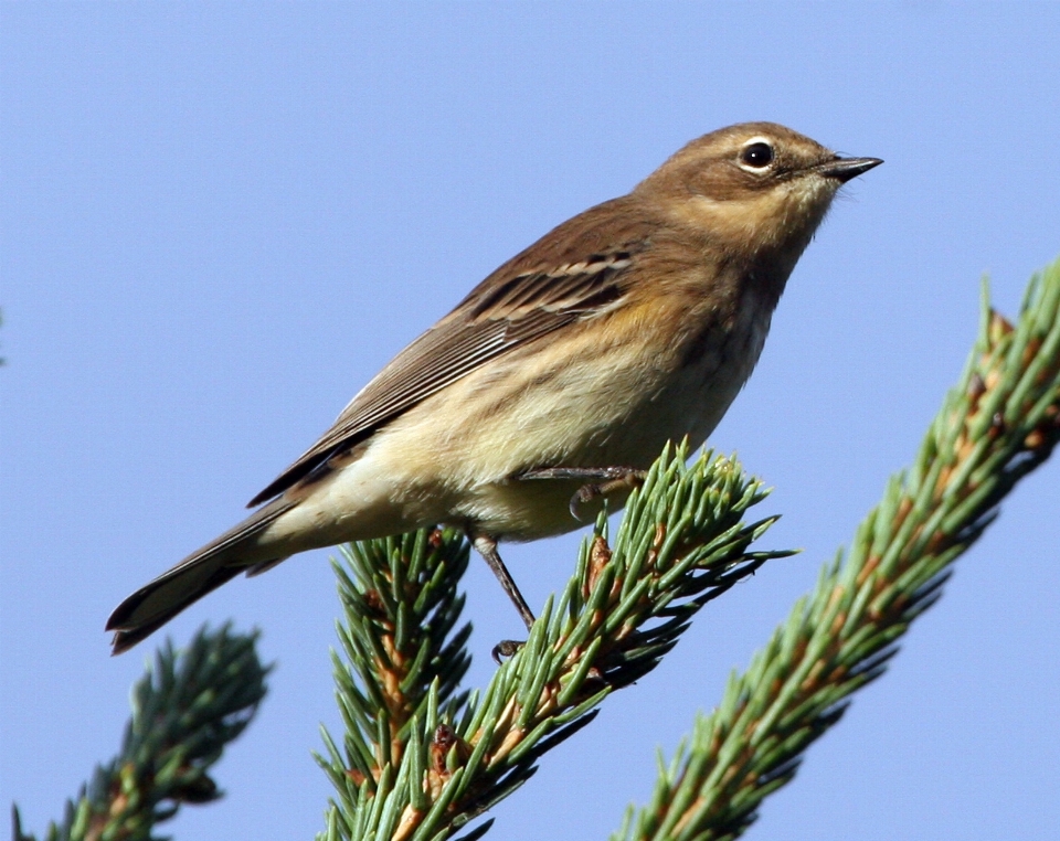 Drzewo natura oddział ptak