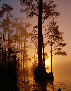 Tree nature silhouette sky Photo