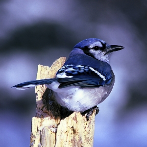 Photo Nature bifurquer oiseau aile