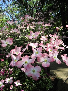 Blossom plant stem leaf Photo