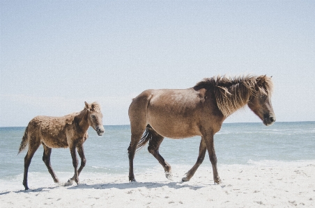 ビーチ ウォーキング 群れ 馬 写真