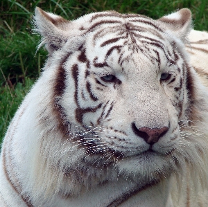 Foto Alam putih margasatwa kebun binatang