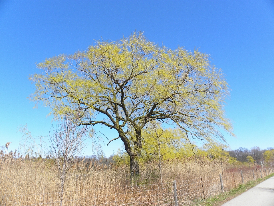 Baum natur wald draussen