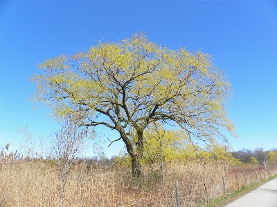 Tree nature forest outdoor Photo