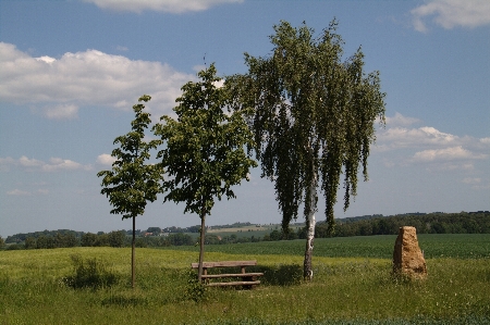 Landschaft baum natur gras Foto