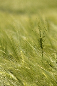 Nature grass plant field Photo