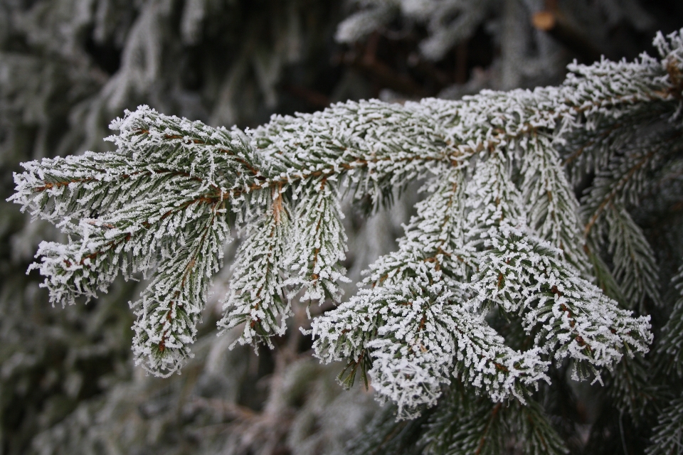 Albero natura ramo nevicare