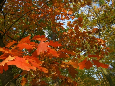 Tree forest branch plant Photo