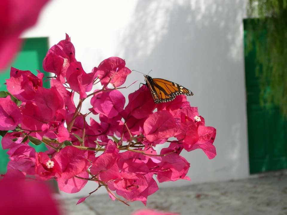 Fiore pianta foglia petalo