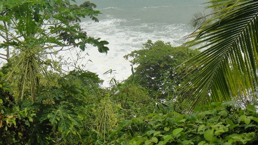 Foto Albero acqua natura foresta