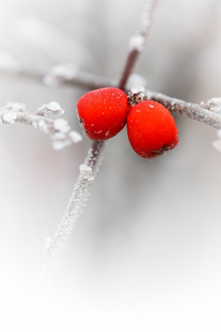 Natur zweig schnee kalt